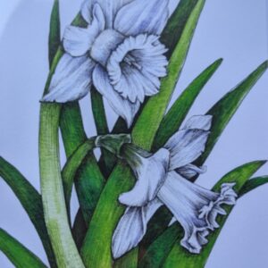 Narcissus Card by Elena Johnson