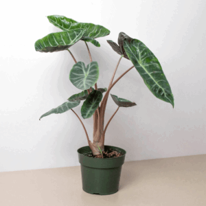 Alocasia Pink Dragon - 6" Pot: 6" Pot