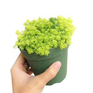 Sedum Golden Moss - Tokyo Sun Succulents Plant 2/4 inch Pot: 4 inch