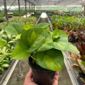 Pothos ‘Global Green’ 4-inch