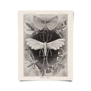 Vintage Haeckel Moth Insect Print w/ optional frame: 8x10, Print Only