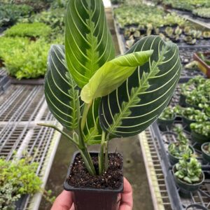 MARANTA LEMON LIME 3-inch