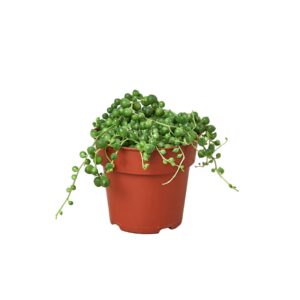 SUCCULENT SENECIO STRING OF PEARLS 4-inch