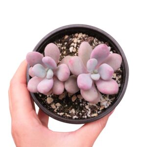 Moonstones Pachyphytum - Live Indoor Plants 2/4 inch Pot: 4 inch