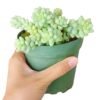 4" Sedum Donkey's Tail - Succulent Original 29 100x100