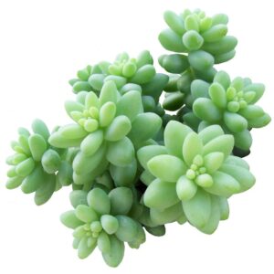 Sedum Donkey's Tail - Succulent Plant 2/4/6 inch Grower Pot: 6 inch