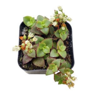 Calico Kitten Crassula 2/4/6in - Live Colorful Succulent: 2 inch