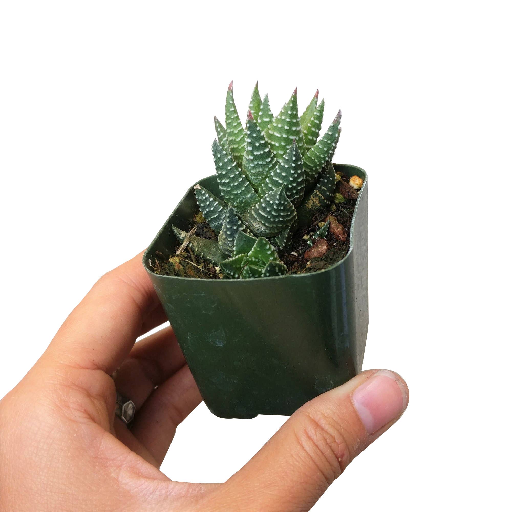 Haworthia African Pearls - Live Succulents Plant 2/4in Pot: 2 inch 2" Haworthia African Pearls