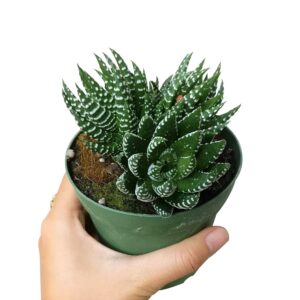 Haworthia African Pearls - Live Succulents Plant 2/4in Pot: 4 inch