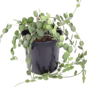 Silver Dollar Vine - Hanging Succulent Plant 4/6 inch: 6 inch