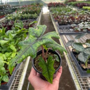 Alocasia 'Jacklyn' - 4" Pot