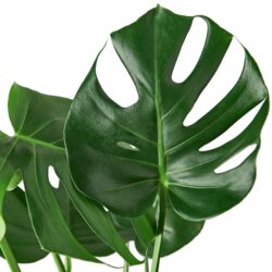 6" Monstera Deliciosa