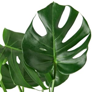 Monstera Deliciosa Live Plant, 6-Inch