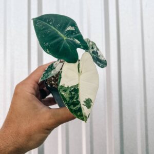 2.5" Variegated Alocasia 'Frydek'