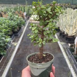 4" Bonsai Jade Dwarf Green