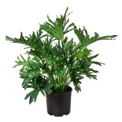 8" PHILODENDRON LICKETY SPLIT