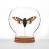 Teal Cicada Globe Original 47 100x100