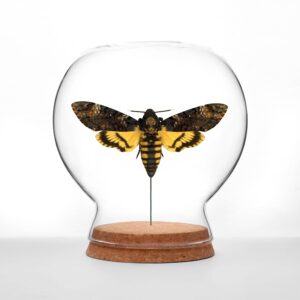 Death's-Head Hawkmoth Globe