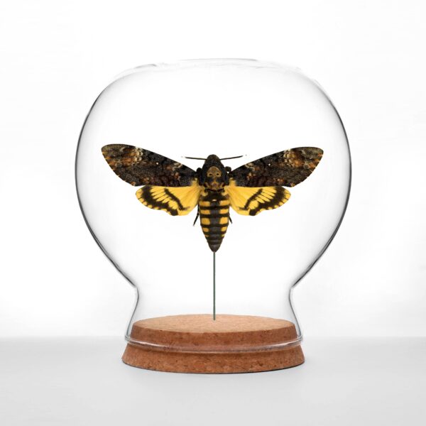 Death's-Head Hawkmoth Globe