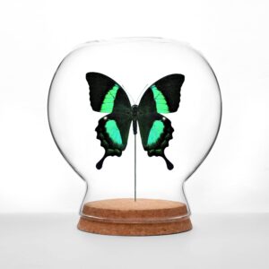 Peacock Swallowtail Butterfly Globe