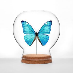 Shiny Blue Morpho Butterfly Globe