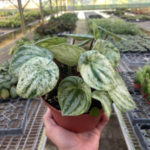 Peperomia 'Watermelon Variegated' - 6" Pot