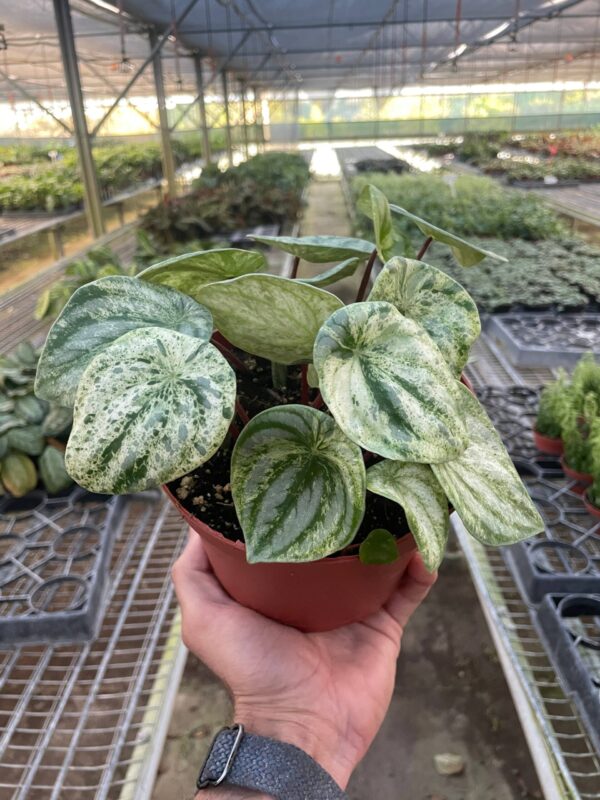 6" Peperomia 'Watermelon Variegated'