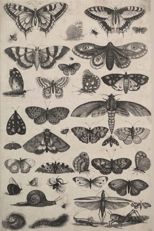 March- Beginning Entomology - Image 5