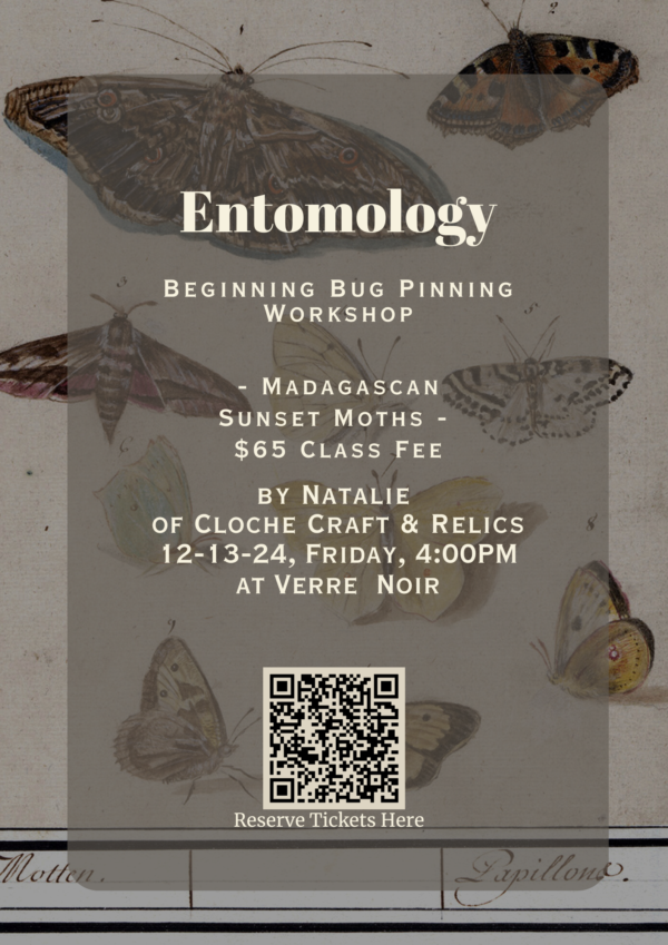 December - Beginning Entomology - Bug Pinning - Image 3