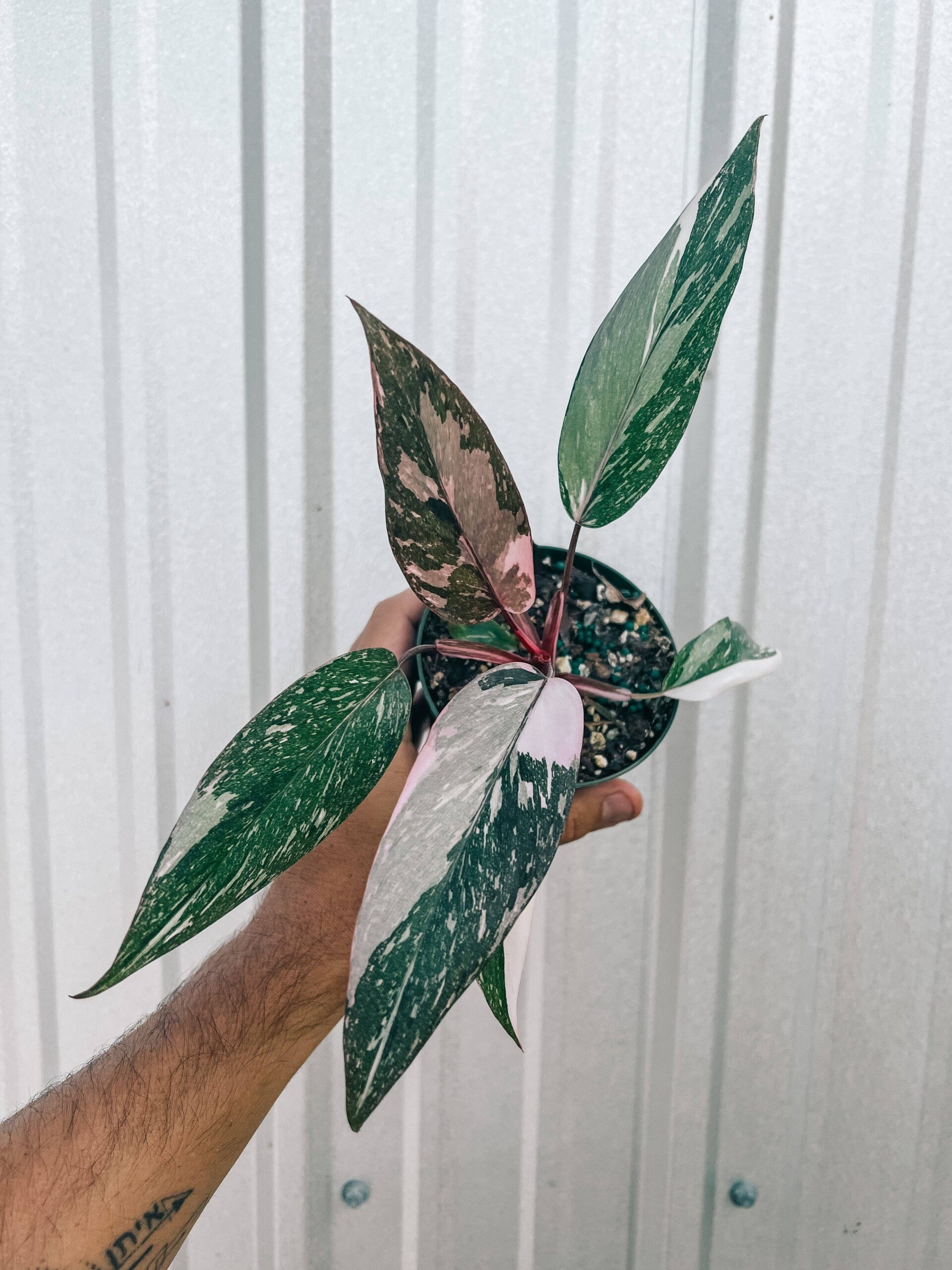 4" Philodendron Pink Princess 'Marble' 4" Philodendron Pink Princess 'Marble'