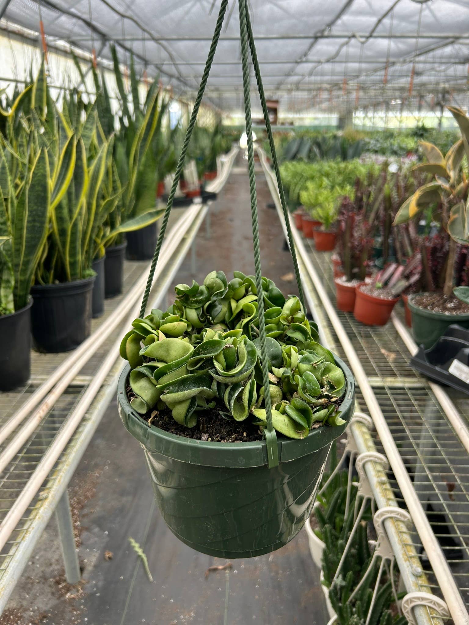 Hoya 'Rope' - 8" Pot 8" Hoya 'Rope'