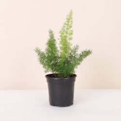 4" Foxtail Fern