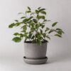 7" Wheat Husk Planter Original 233 Scaled 100x100