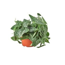 6" POTHOS SATIN