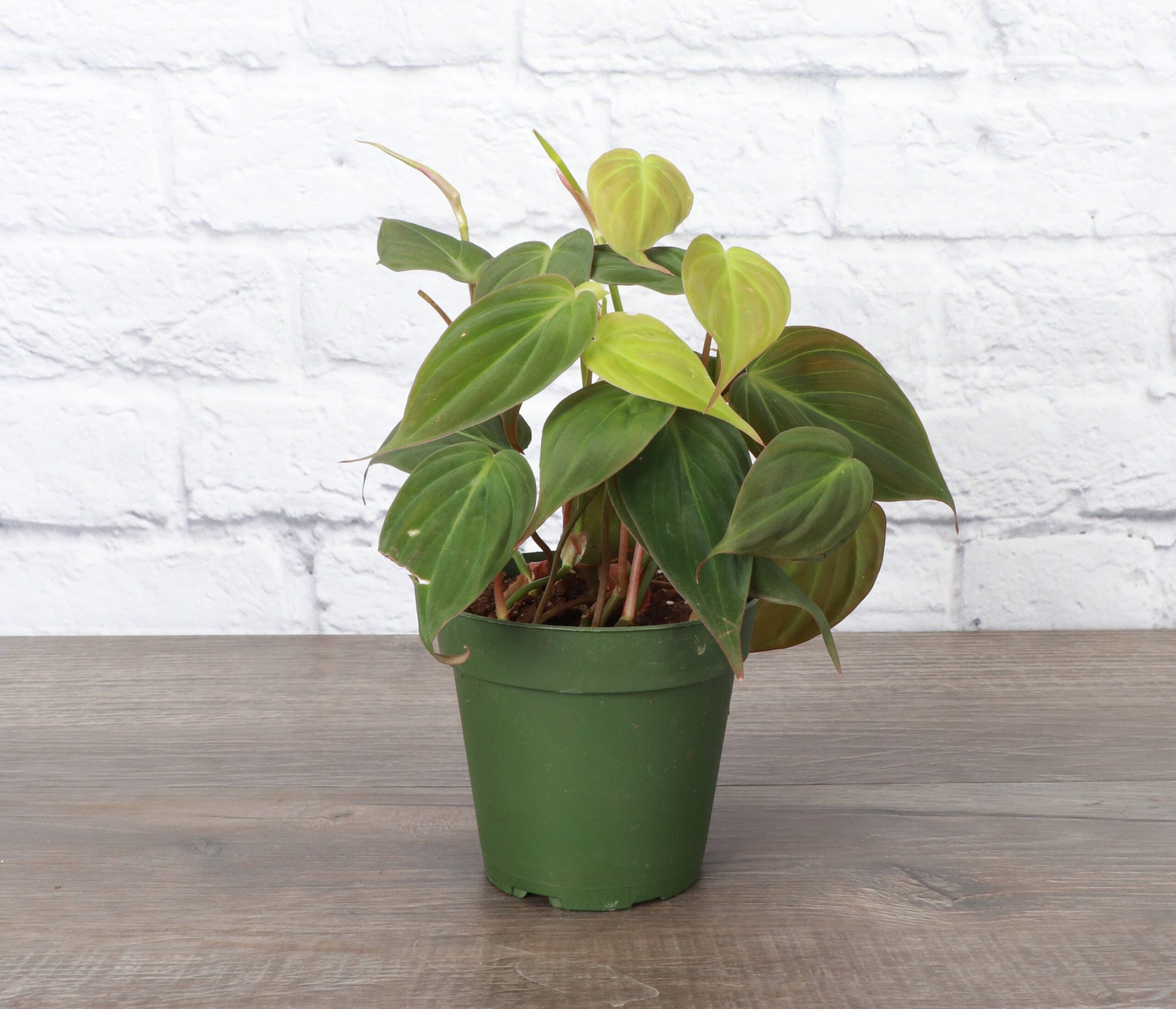 Philodendron Micans - 4" Live Plant 4" Philodendron Micans