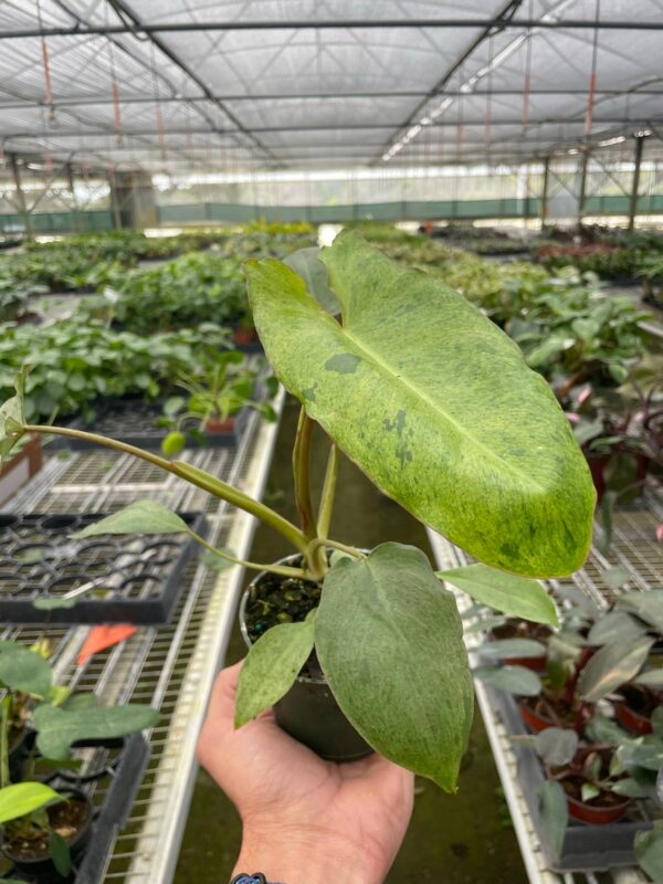4" Philodendron 'Paraiso Verde'