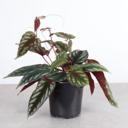 4" Cissus Discolor - Rex Begonia Vine