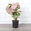 4" Pink Butterfly Syngonium Original 323 Scaled 100x100