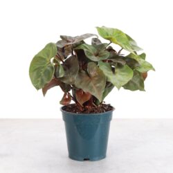 4" Maria Bronze Syngonium