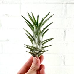 Tillandsia Ionantha V Vanhyningii | Live Air Plant: 3-4 inches