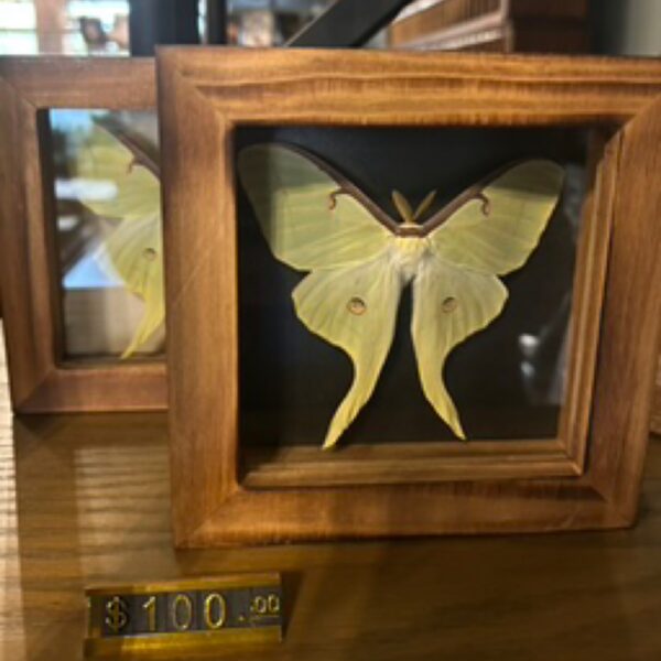 Single Frame Luna Moth