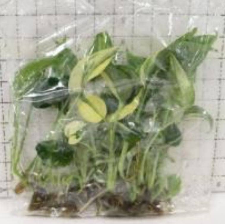 Epipremnum pinnatum "Albo Variegata" variegated TC Plantlet 100 Pack: In Vitro TC Epipremnum pinnatum "Albo Variegata" variegated TC Plantlet 100 Pack: In Vitro