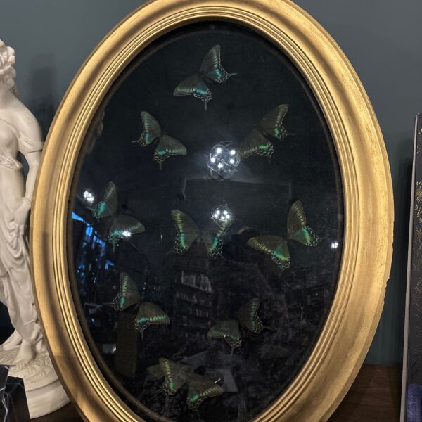 Antique Convex frame with 1970's Butterfly Specimens