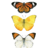 Butterflies 11x14 Print Original 86 100x100