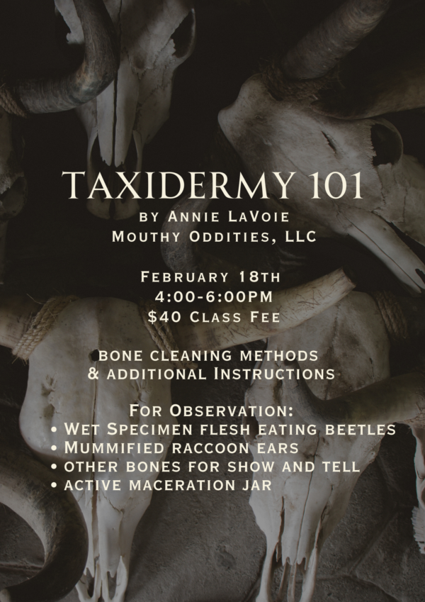 February- Taxidermy 101 - Image 2