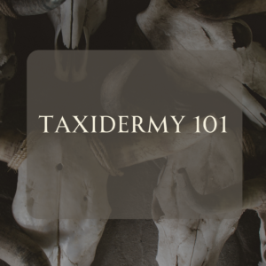 February- Taxidermy 101