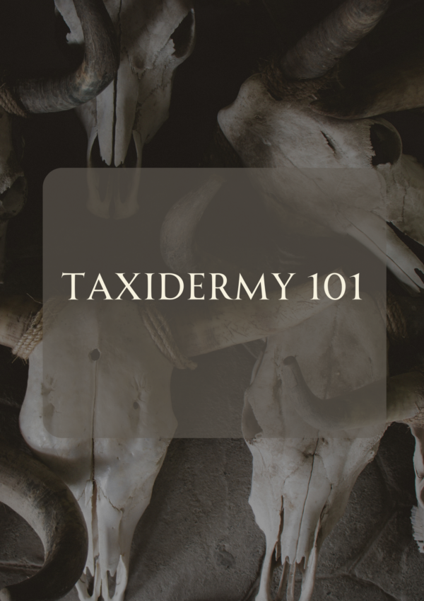 February- Taxidermy 101