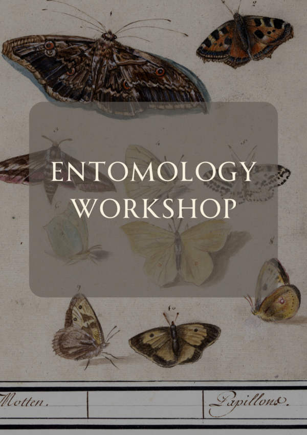 February- Beginning Entomology - Image 2