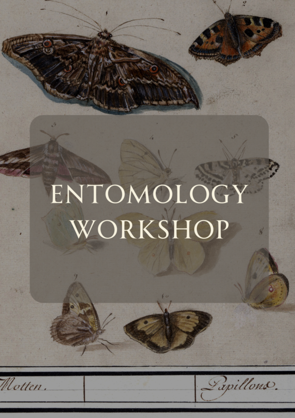 February- Beginning Entomology