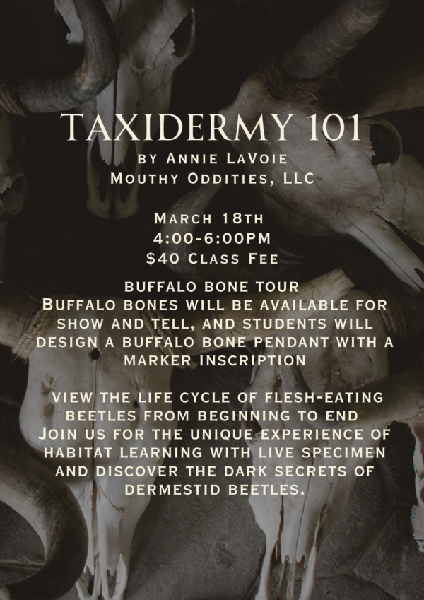 March - Taxidermy 101 - Image 2